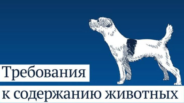 Требования к содержанию домашних животных. Требования к содержанию домашних животных.